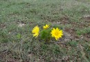 Adonis vernalis ©  Pandion Wild Tours